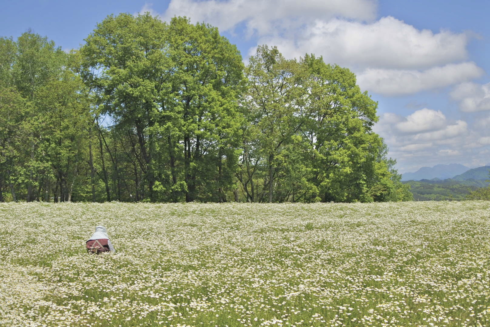 華密恋は、国産有機カモミールにこだわったスキンケアブランド。展開する株式会社SouGoは1949年創業しました。創業者・北條晴久氏が喉頭がんを克服する過程で出会ったカモミールの力に感銘を受けたことがブランドの出発点。1982年から有機カモミールの力を活かした製品づくりを続けています。

すべての製品に共通して配合されているのが、カモミール（和名：カミツレ）から抽出した「カミツレエキス」。合成香料・着色料・保存料・鉱物油は使用しない独自の無添加処方で、あらゆる人のすこやかな心とからだ、自然環境を守るために、変わらぬ独自製法で製品を届けています。
